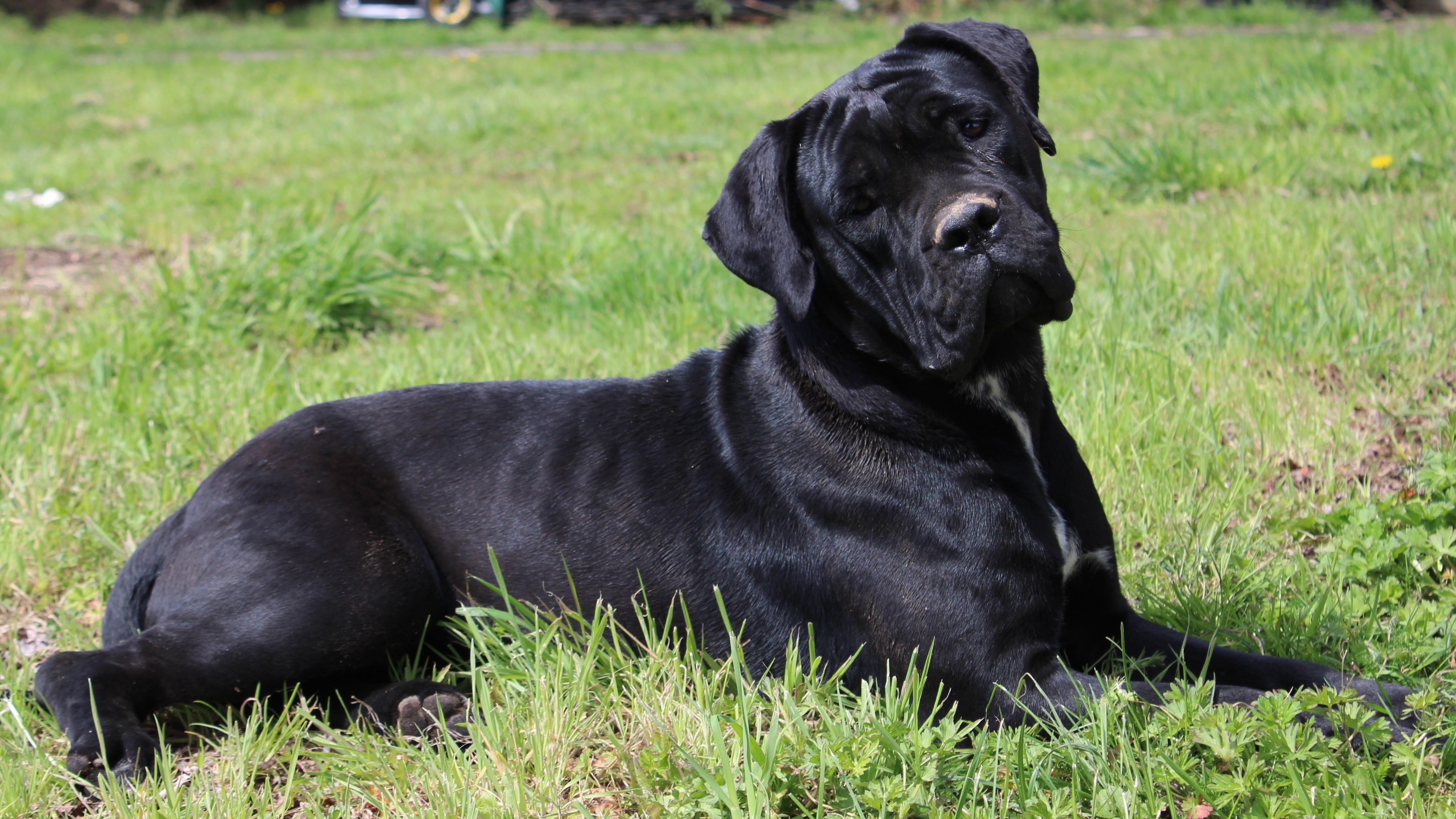 Cane Corso Lof Noir