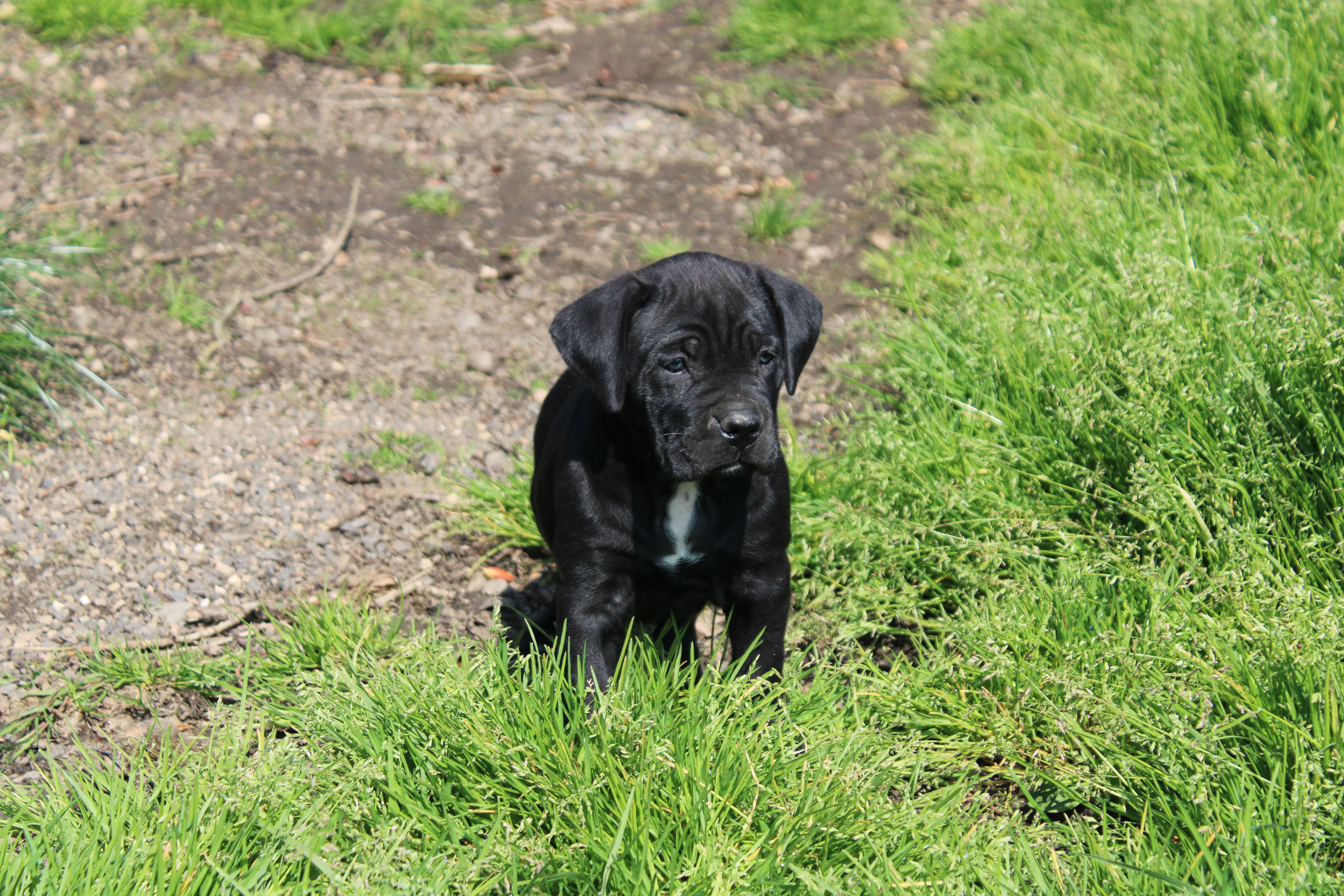 Chiot Cane Corso Lof Nature