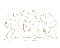 Le domaine des Terres Noires - Élevage de Cane Corso