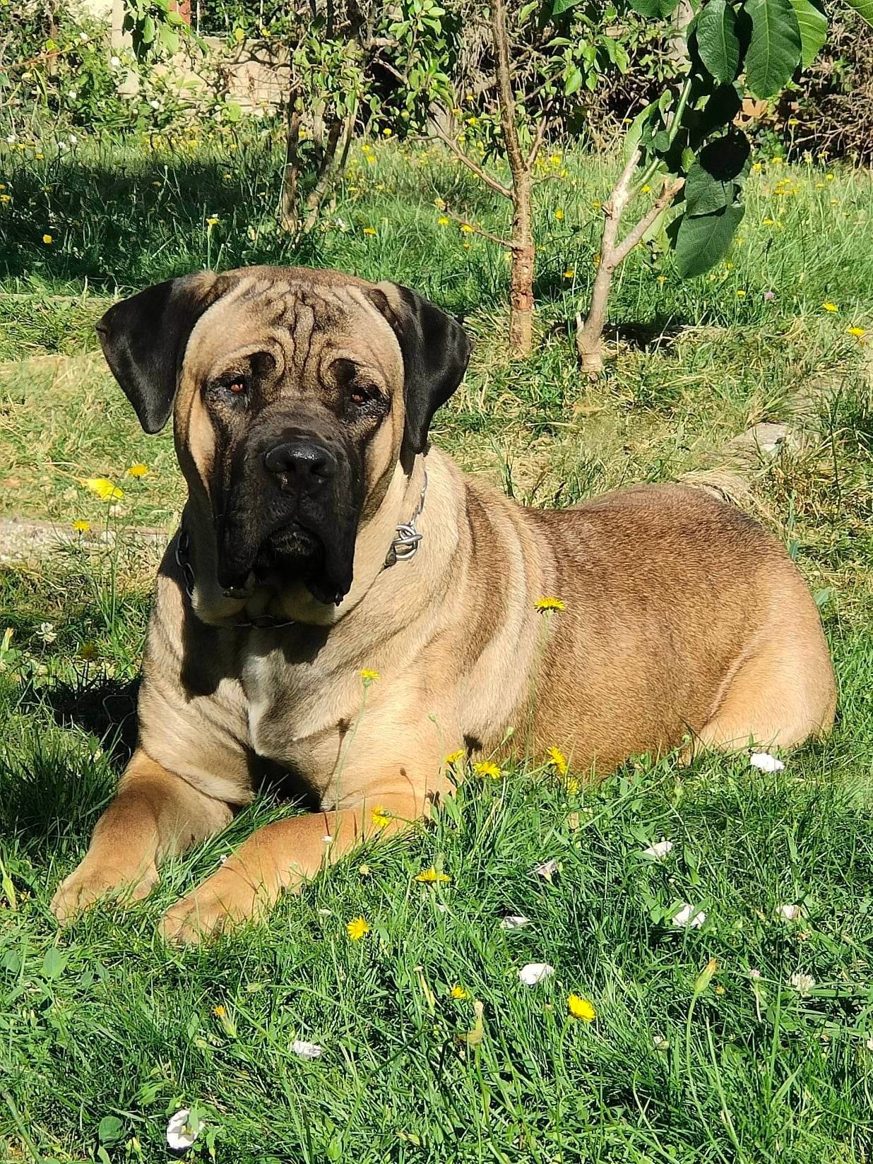 Un Cane Corso du Domaine des Terres Noires