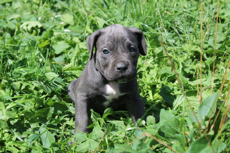Brume