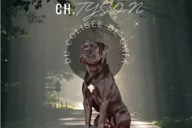 Photo du père de la portée : Tyson