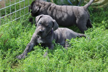 Photo du chiot  Femelle 4