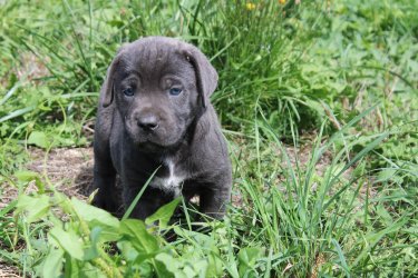 Photo du chiot  Mâle 2