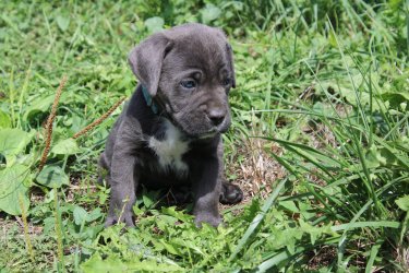 Photo du chiot  B'Wooky