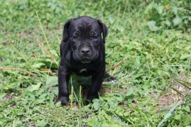 Photo du chiot  Mâle 4