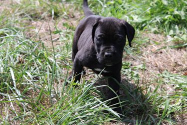 Photo du chiot  Femelle 1