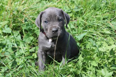 Photo du chiot  Blue