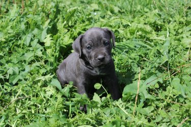 Photo du chiot  Femelle 3