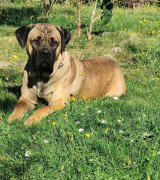 Photo du chiot  Safari