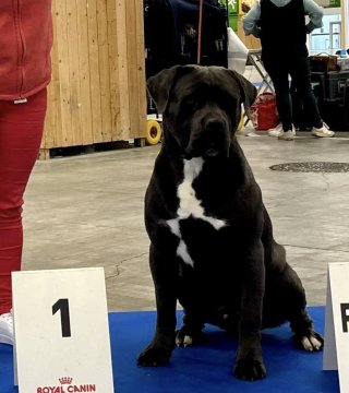 Photo du chiot  Uppercut