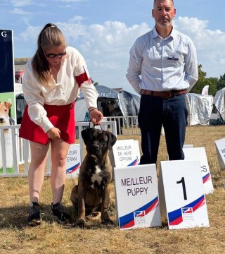 Photo du chiot  Aqua Allégoria