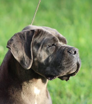 Photo du chiot  Une Sacrée Revandche