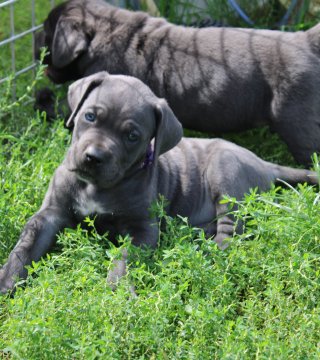 Photo du chiot  Femelle 4