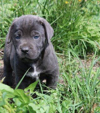 Photo du chiot  Mâle 2