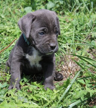 Photo du chiot  B'Wooky