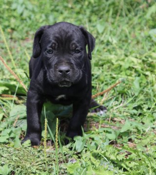 Photo du chiot  Mâle 4