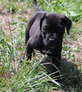Photo du chiot  Femelle 1