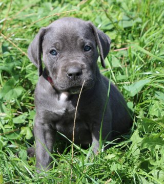 Photo du chiot  Blue