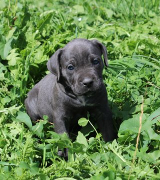 Photo du chiot  Femelle 3