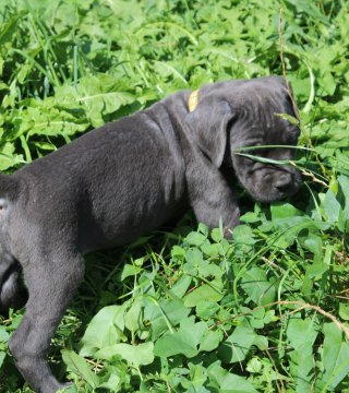 Photo du chiot  Boréale