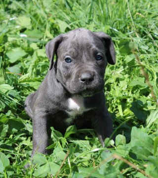 Photo du chiot  Brume