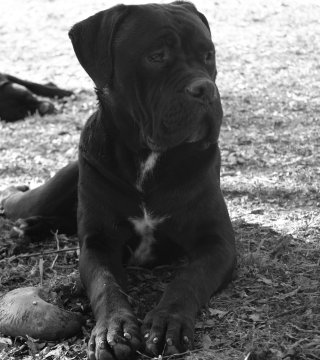 Photo du chiot  Tonnerre